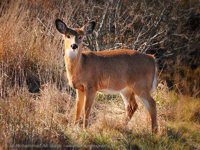 Curious Deer